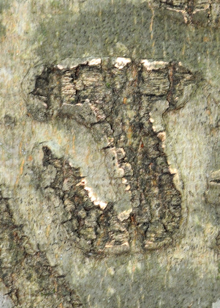 Clemson Alphabet Prints - Letters A -L